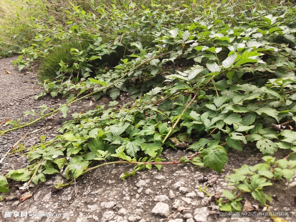 路边茂盛的绿色藤蔓植物