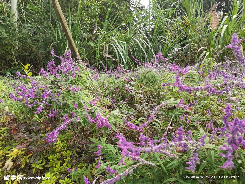 紫色花卉丛自然之美