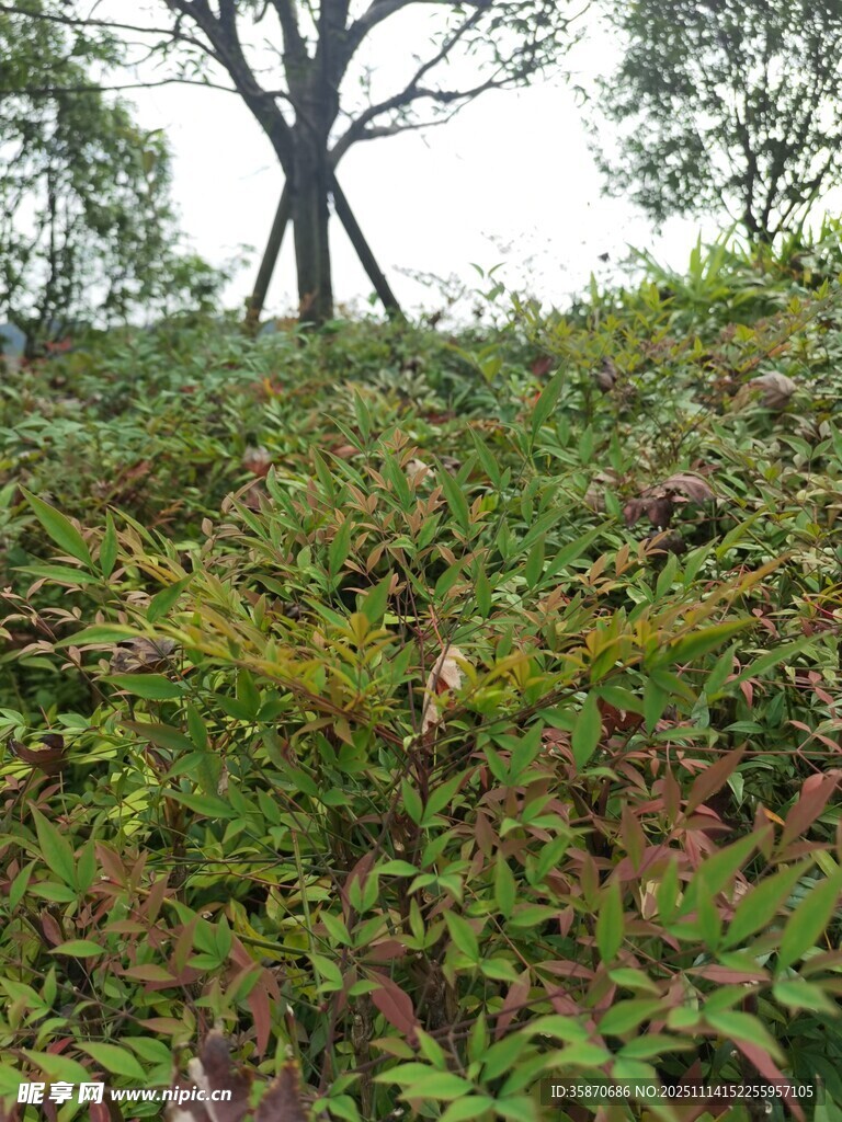 山坡上繁茂的绿植景观