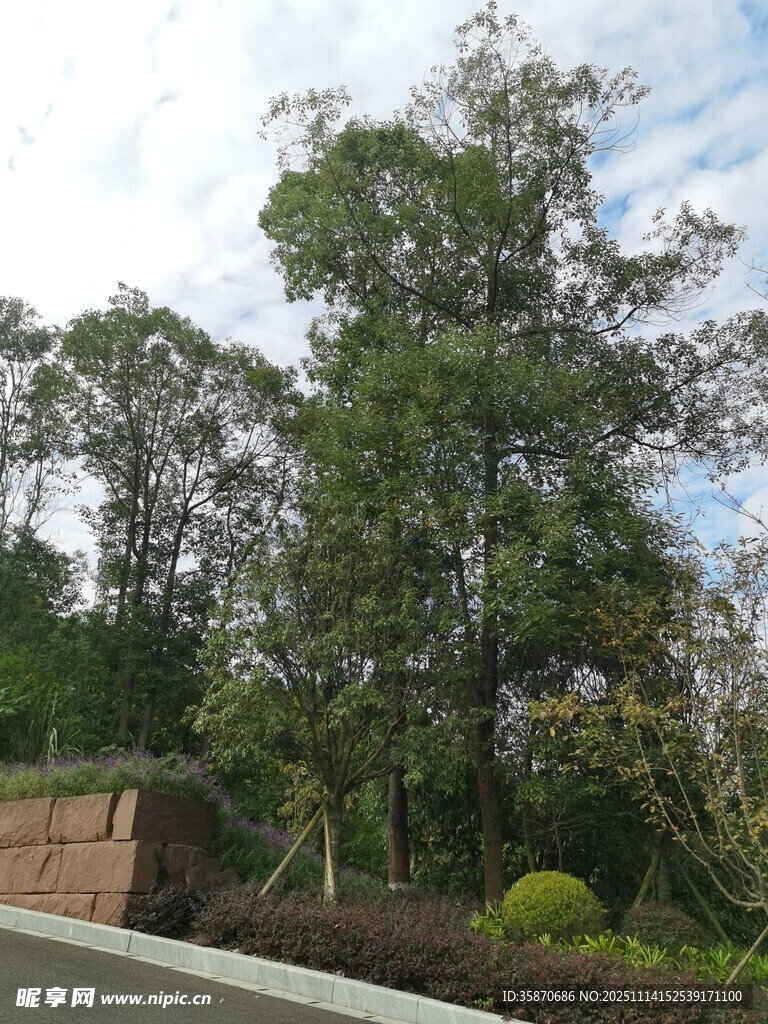 路边葱郁树木与绿植景观