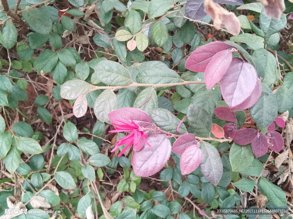 粉色叶片植物特写