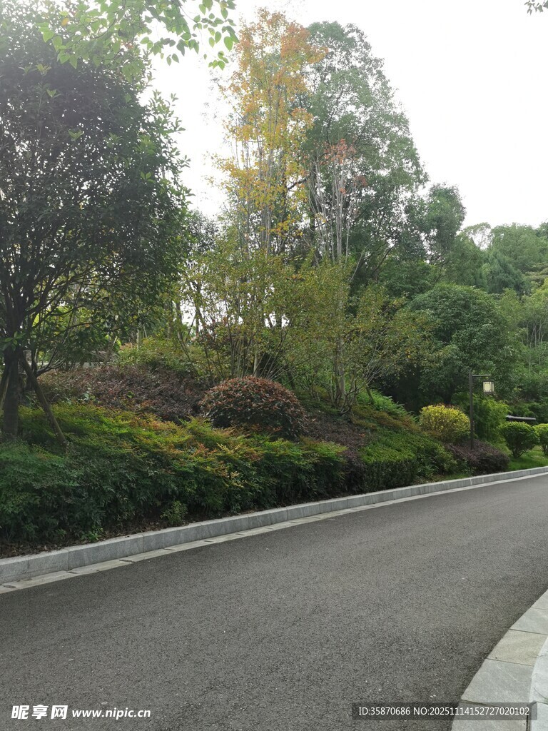 蜿蜒于绿植间的柏油小路