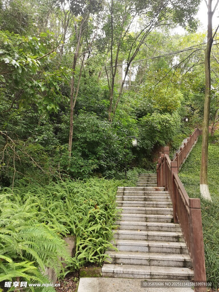 林间木栈道绿意盎然