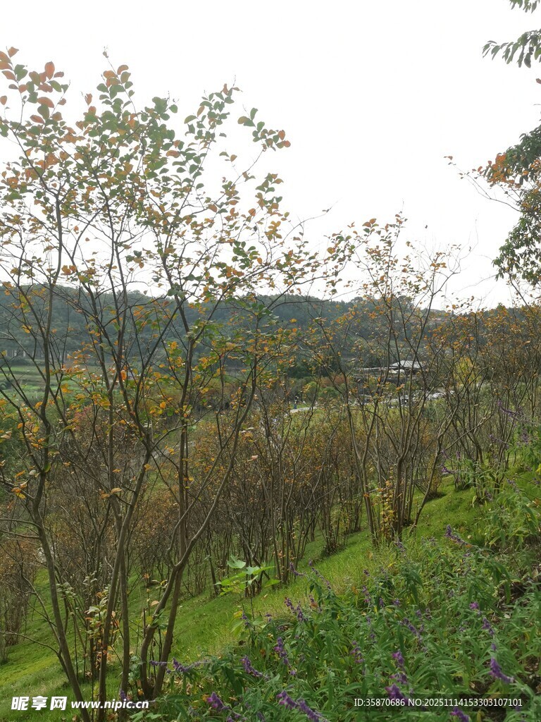 乡村绿意盎然的自然风光