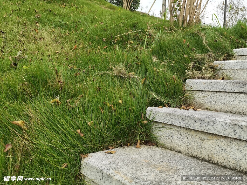 石梯旁的葱郁草地