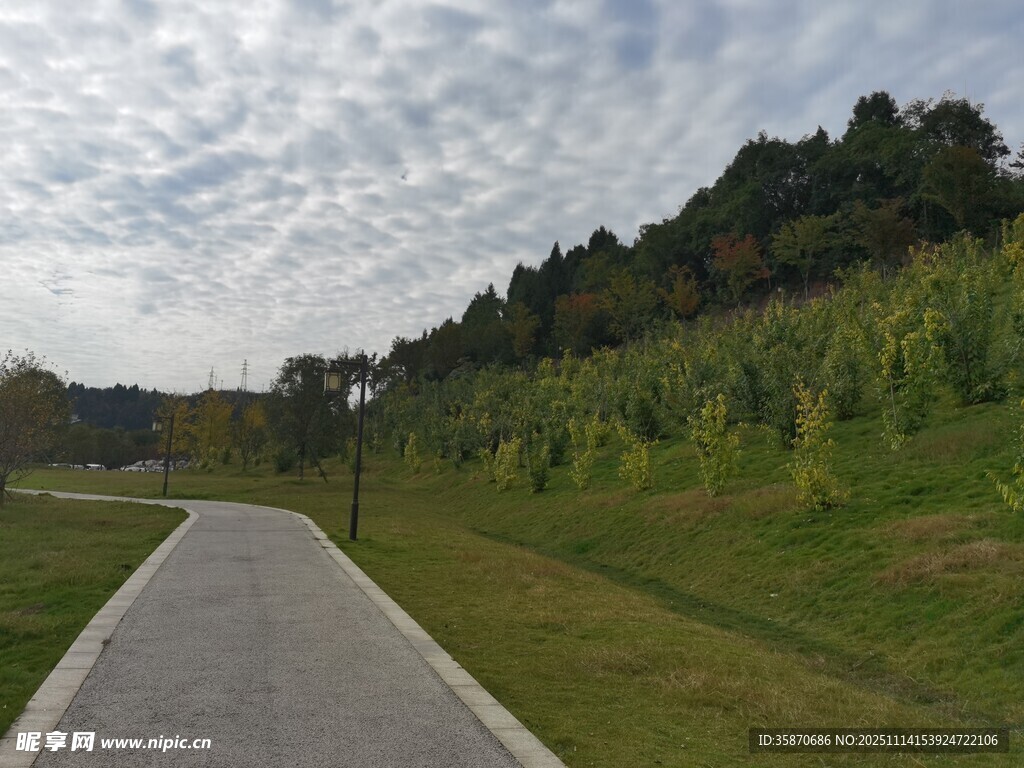 林间漫步道绿意盎然景