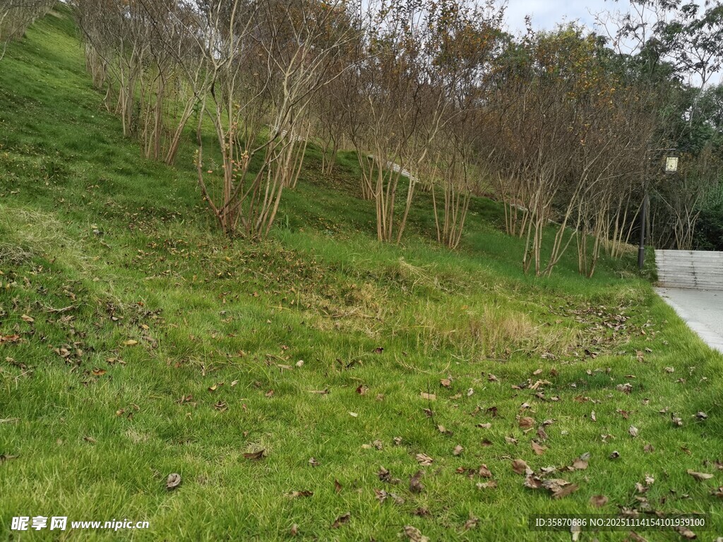 户外草地与树木景观