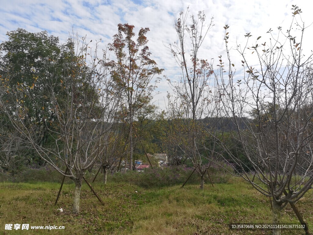 冬日郊野树木景观