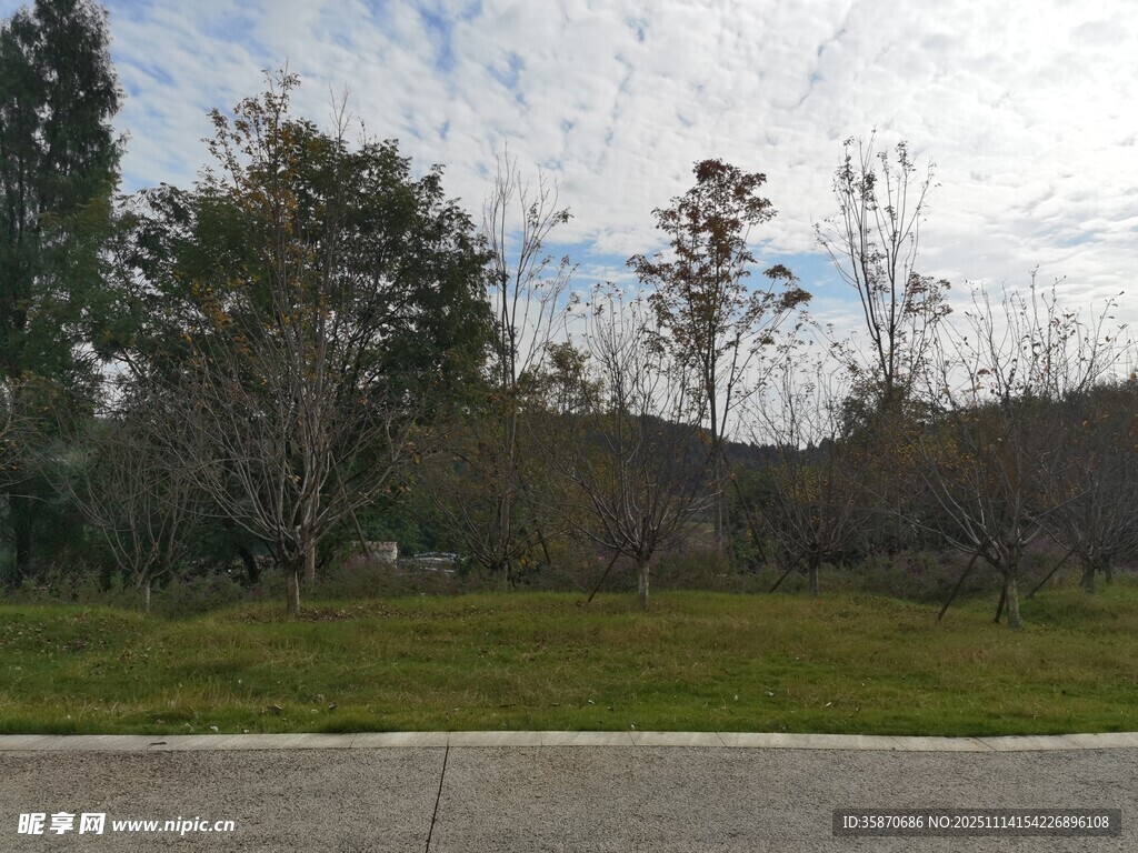 户外自然树木草地