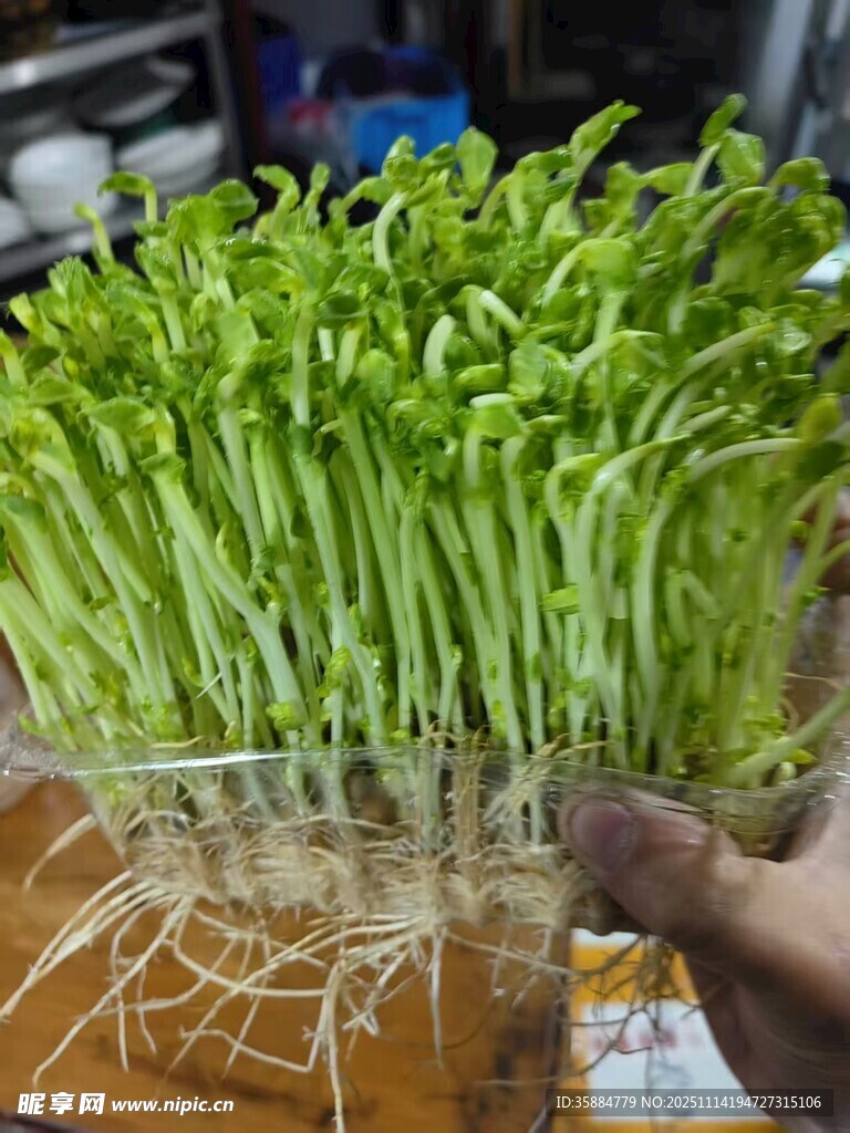 水培鲜嫩豆芽生机满满