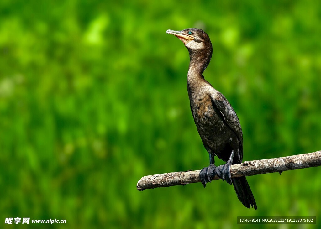 鸬鹚栖息于翠绿背景枝头