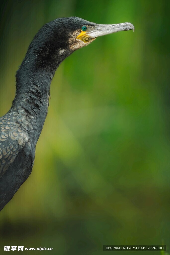水边黑羽长喙鸟特写