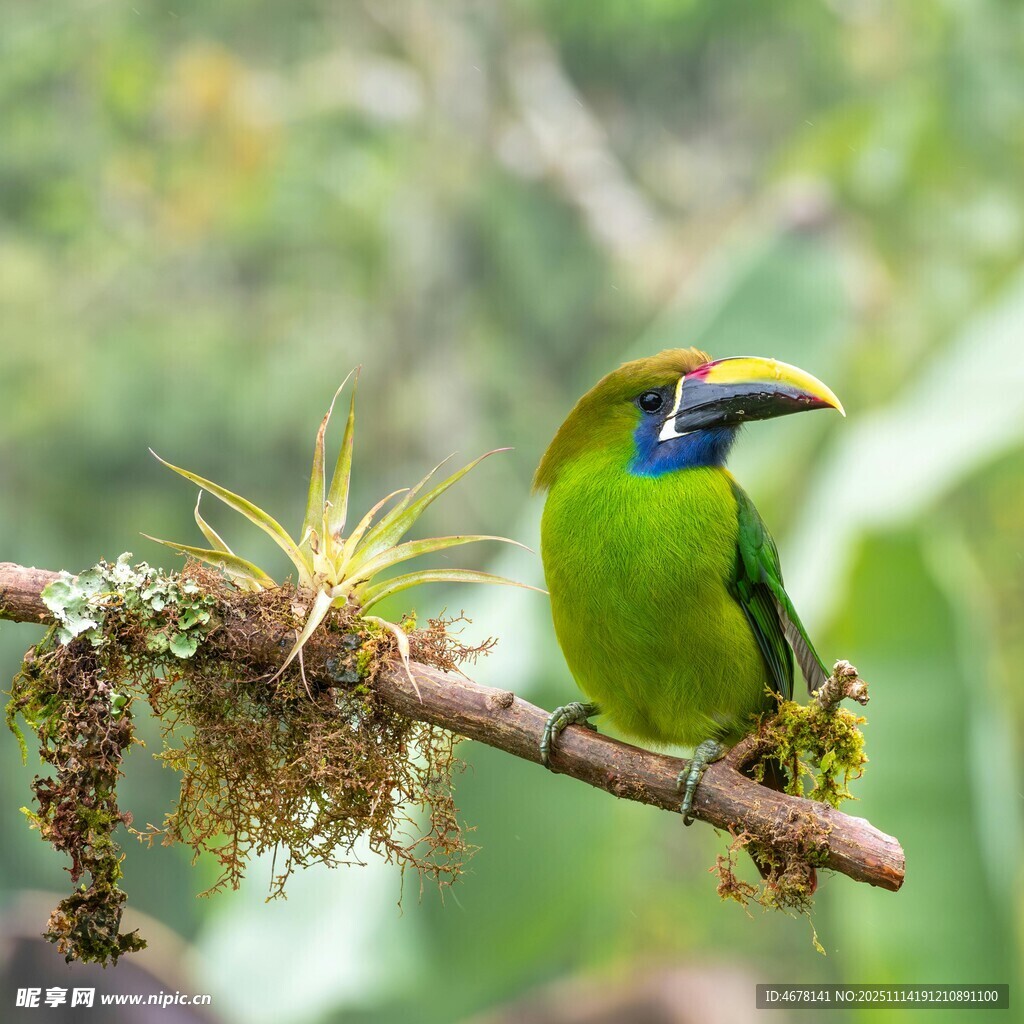绿巨嘴鸟栖息枝头