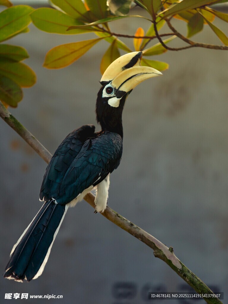 枝头的双角犀鸟