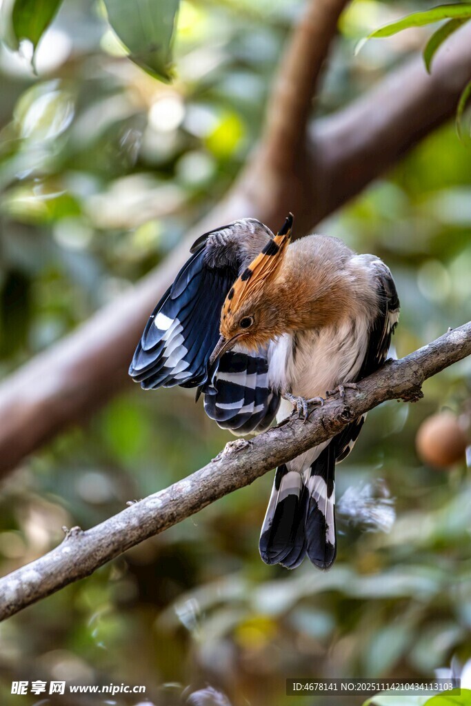 树枝上的多彩小鸟