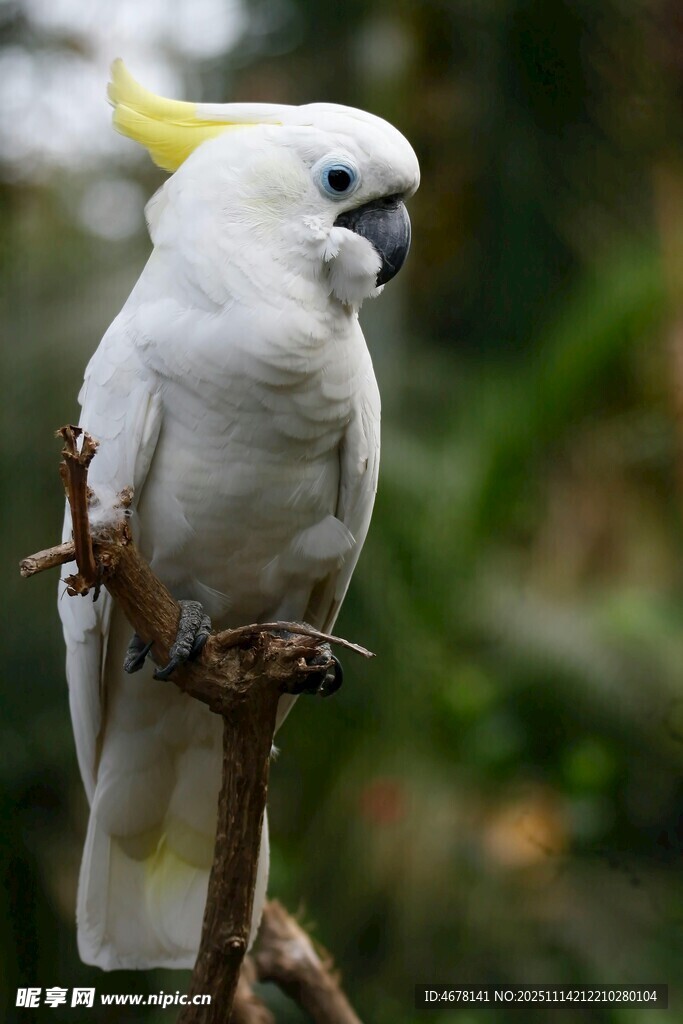 枝头的白色凤头鹦鹉