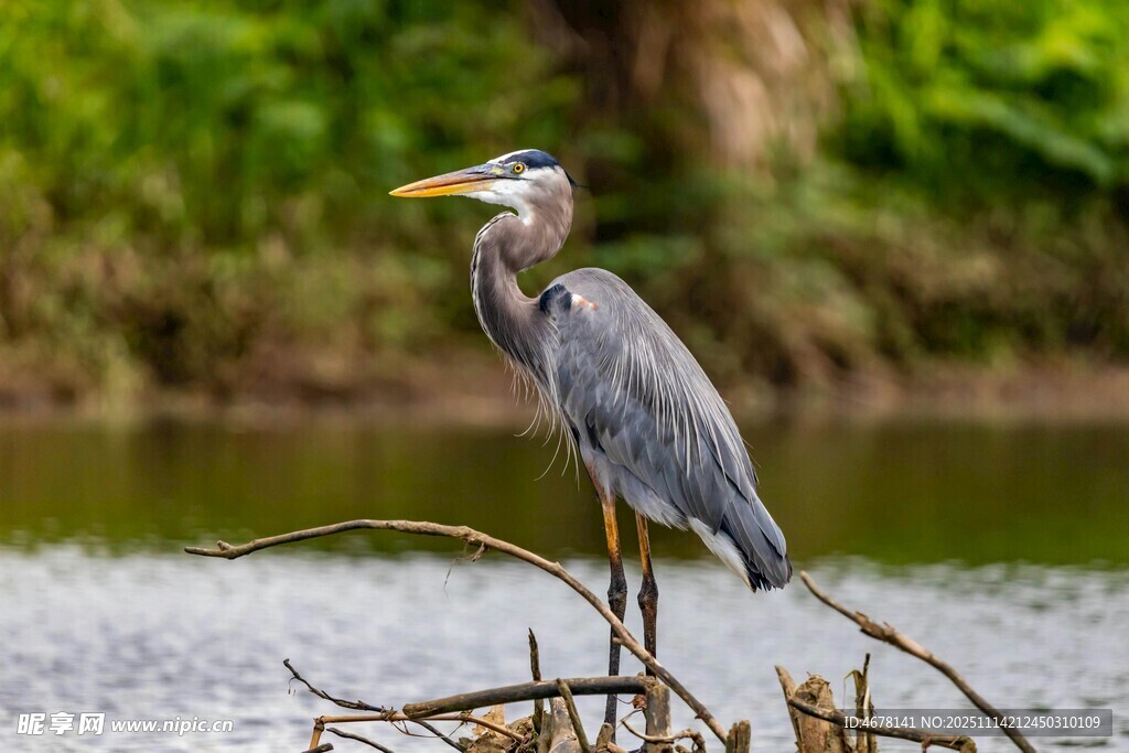 灰鹭立于水边枯木