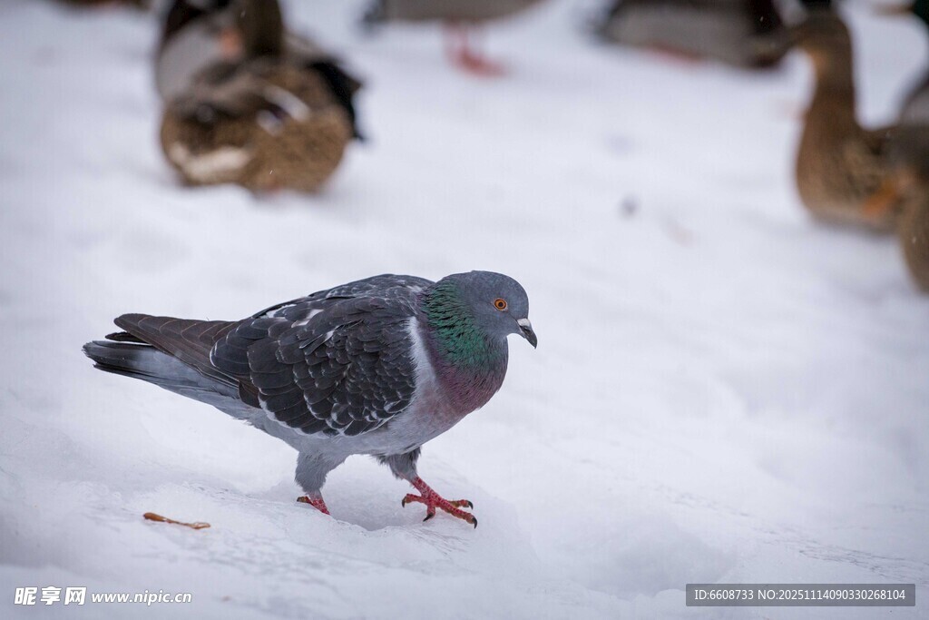 雪地中独行的灰鸽子
