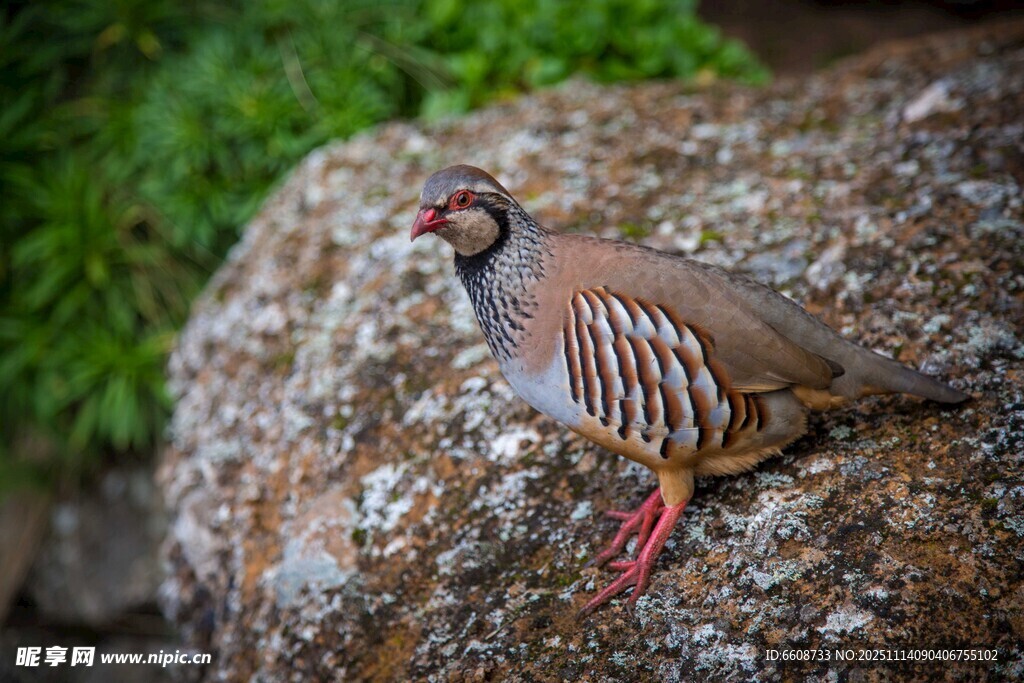 岩石上的条纹鸟