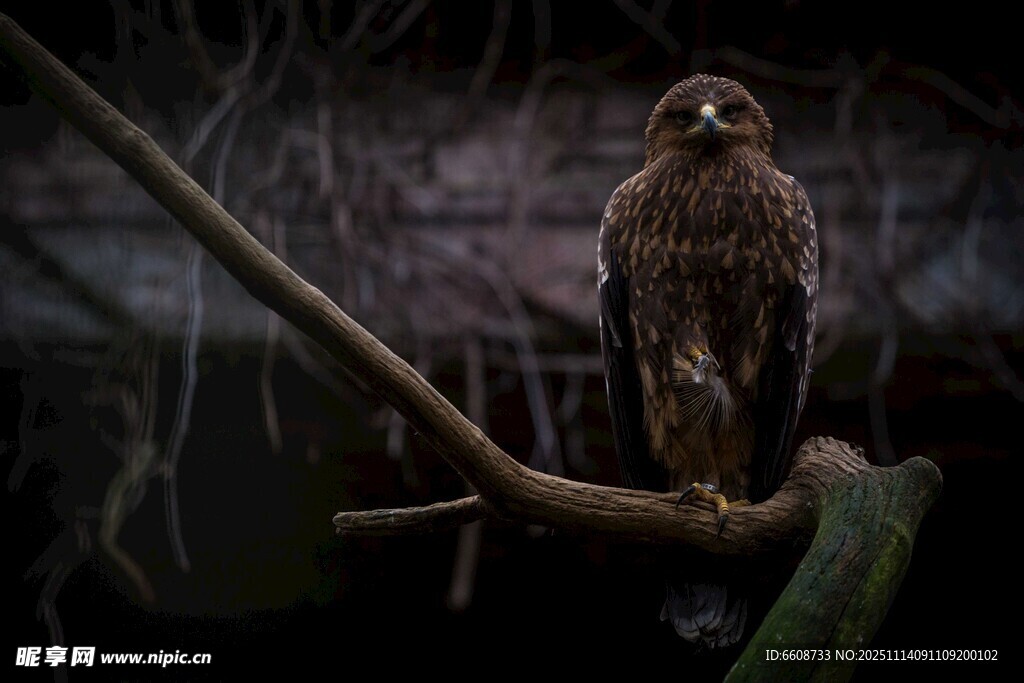树枝上的雄鹰