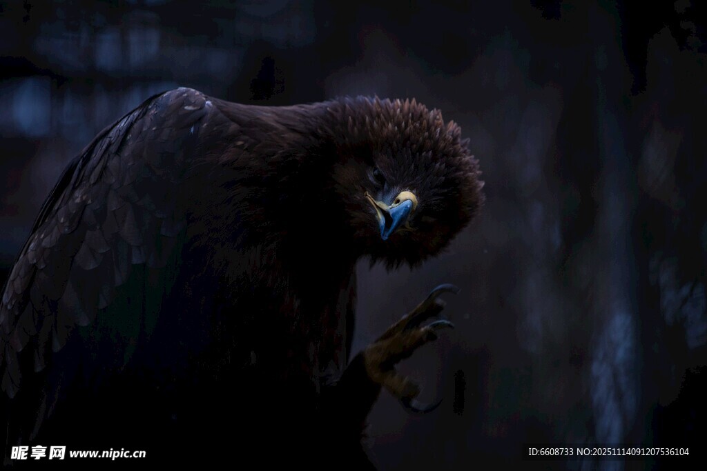 暗夜中的威严雄鹰