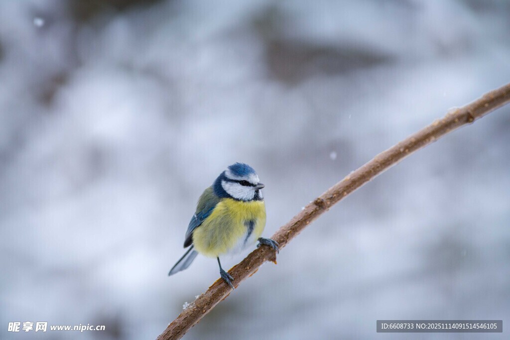 雪枝上的蓝山雀