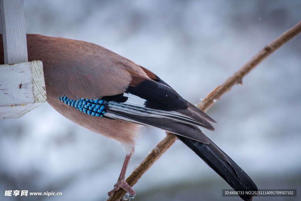 枝头的漂亮松鸦