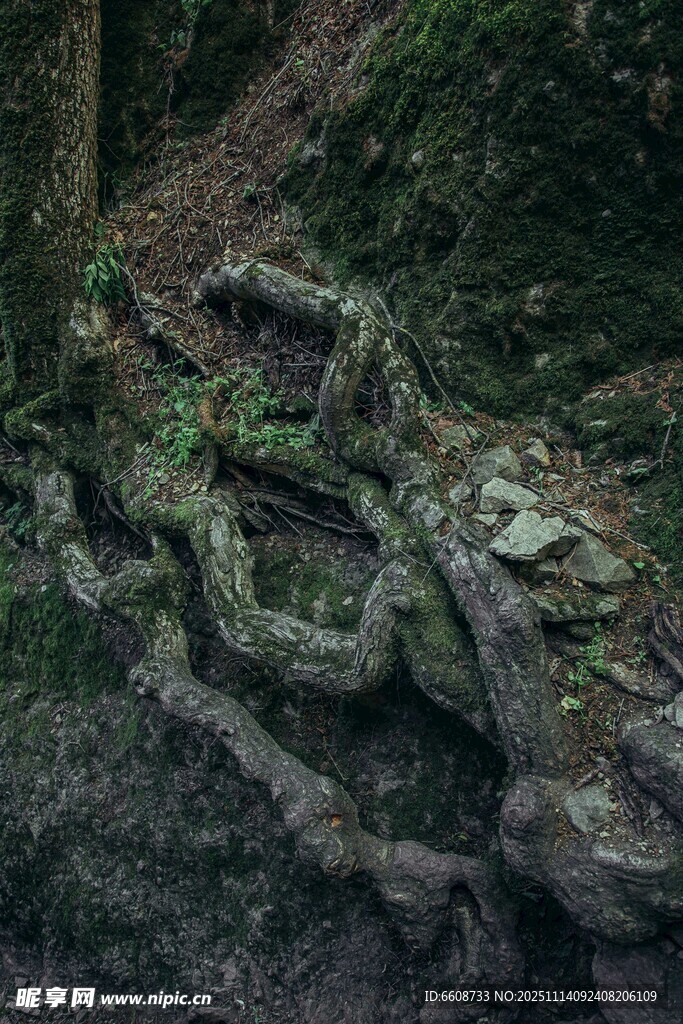 森林中盘根错节的古老树根