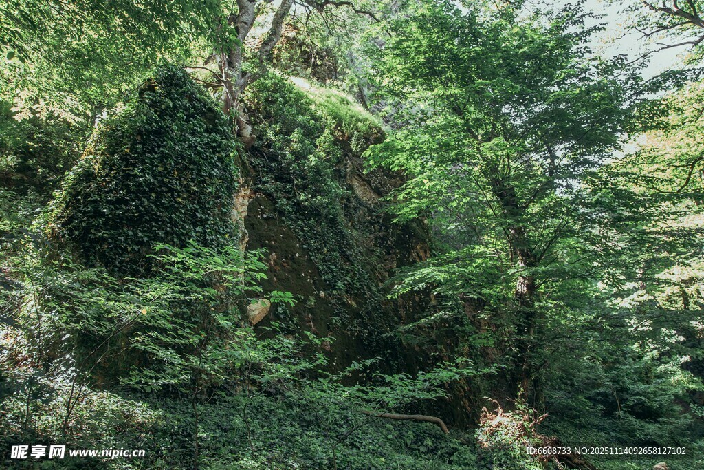 茂密山林绿意盎然景象