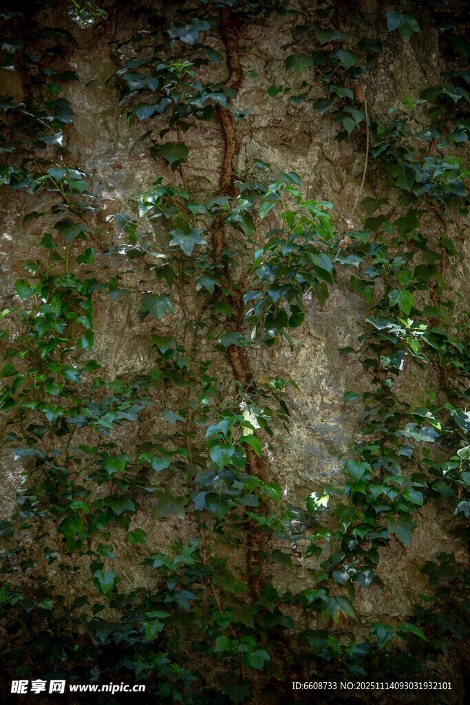 森林中的绿植与泥土景象