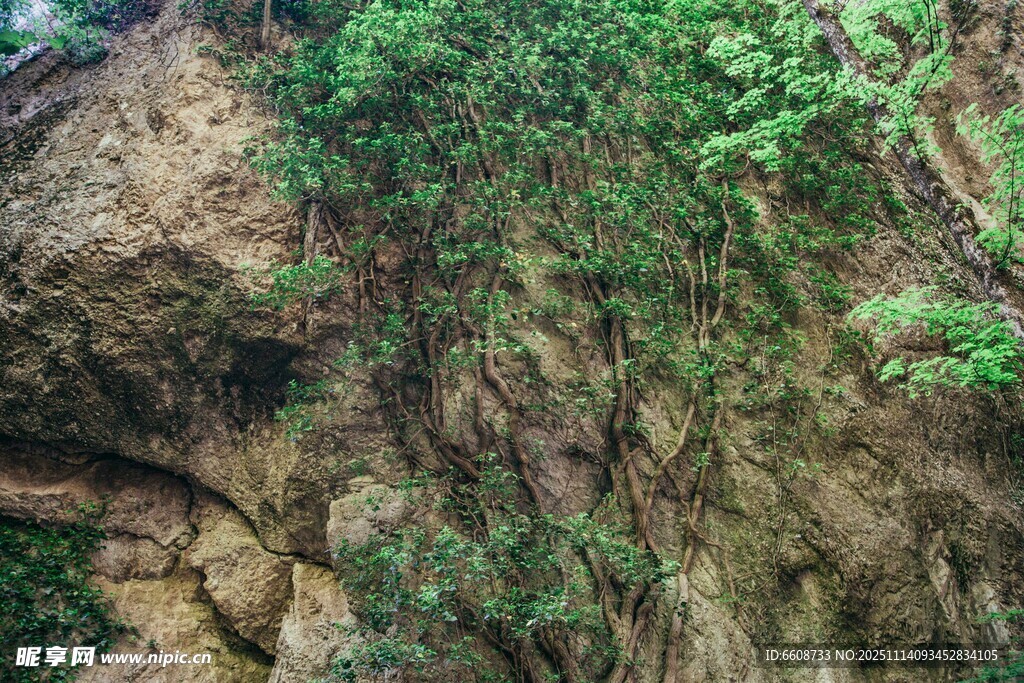 岩石上的繁茂绿植