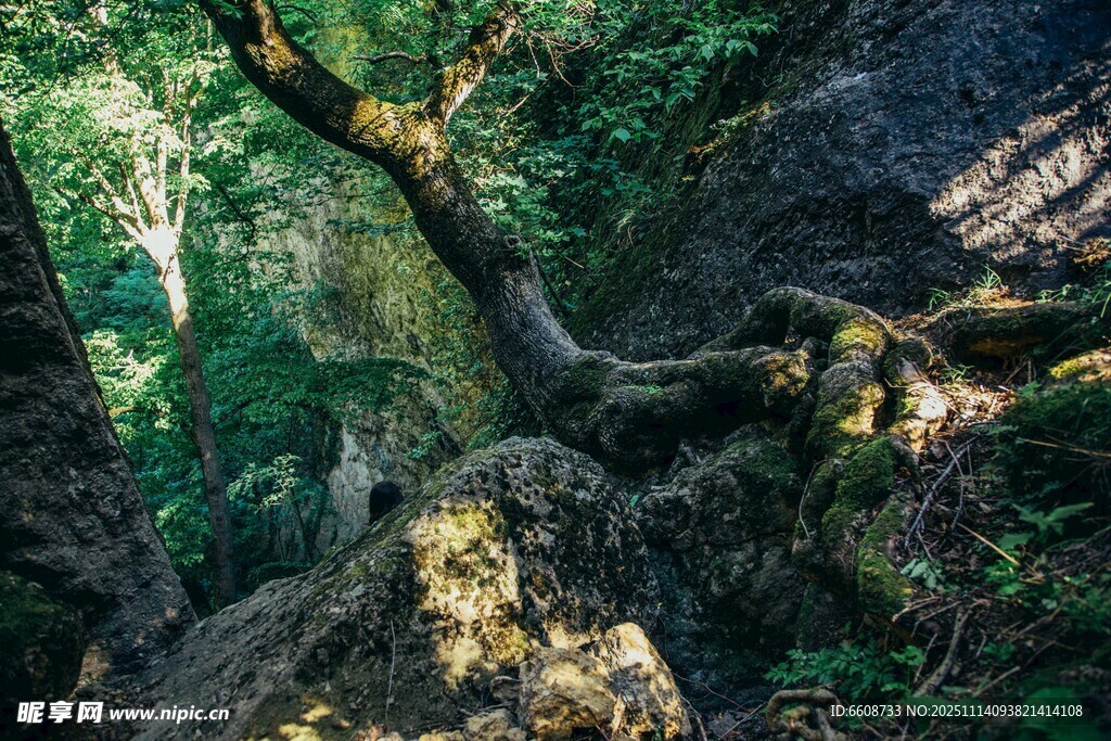山林中扭曲生长的奇特树木