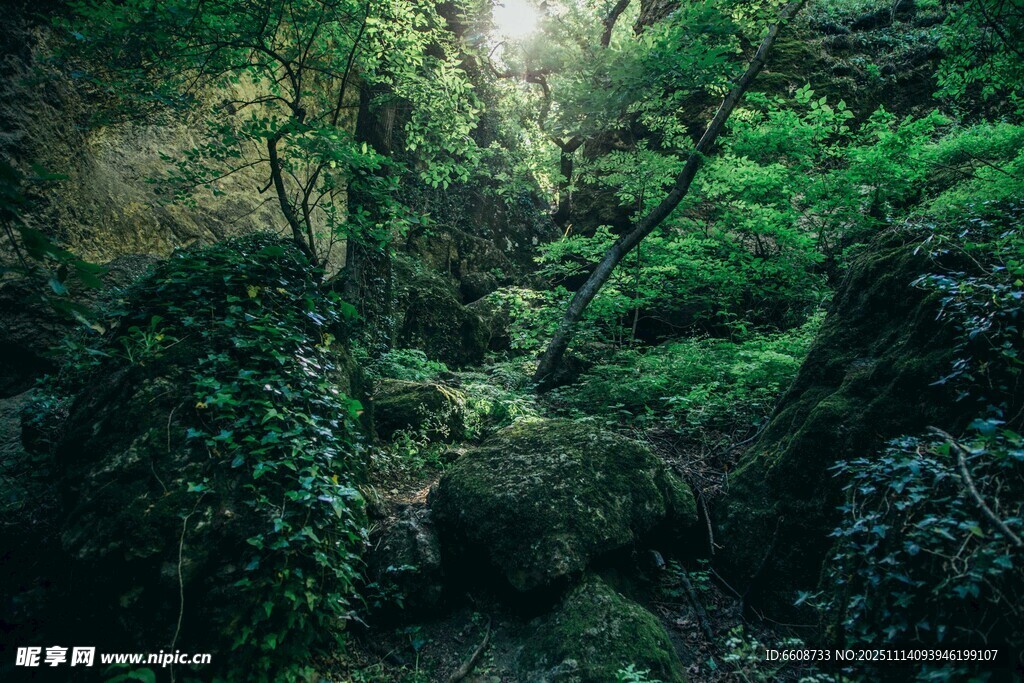静谧幽深的绿意丛林