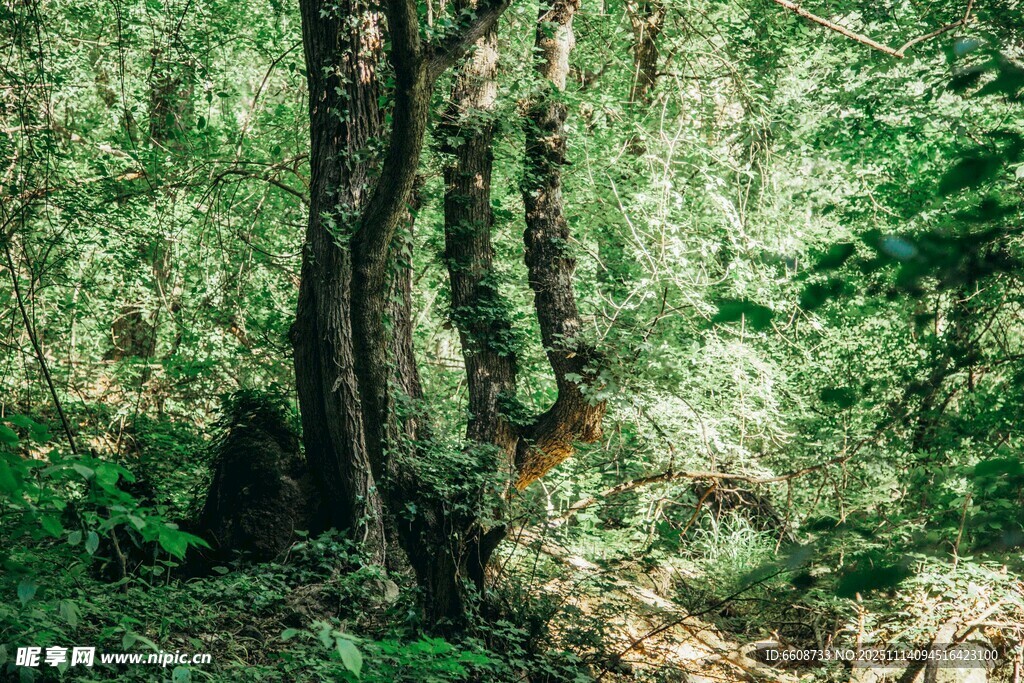 茂密森林中的弯曲树木