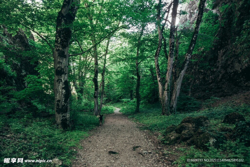 林间小径绿意盎然的自然景