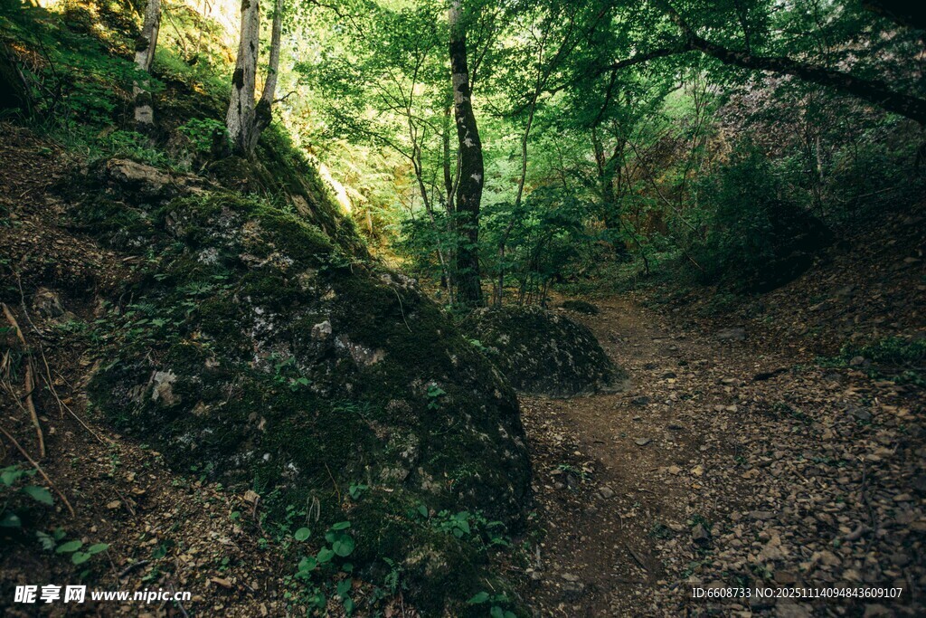 林间幽径阳光洒落绿意浓