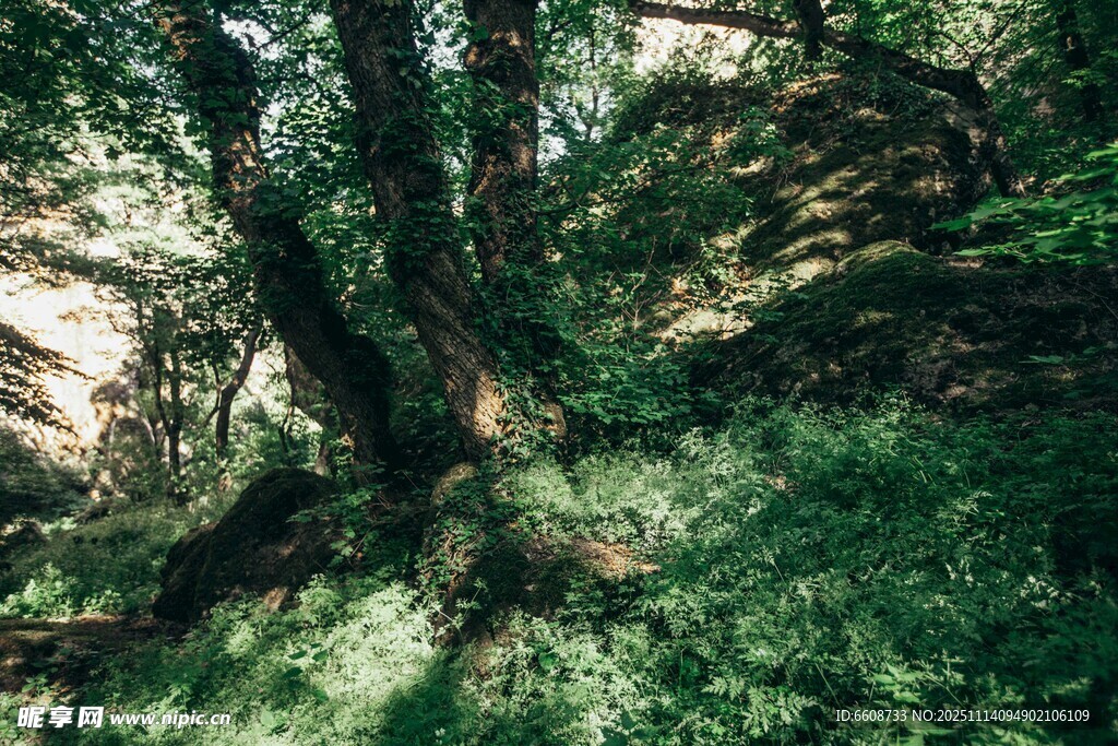 林间繁茂树木与斑驳光影