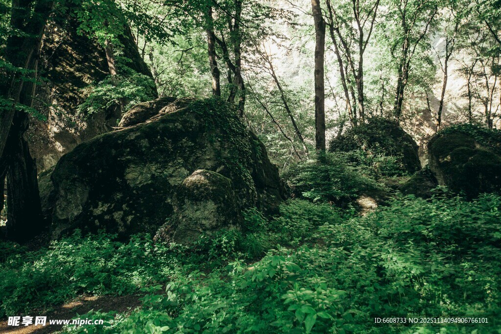 森林中的巨石与繁茂植被