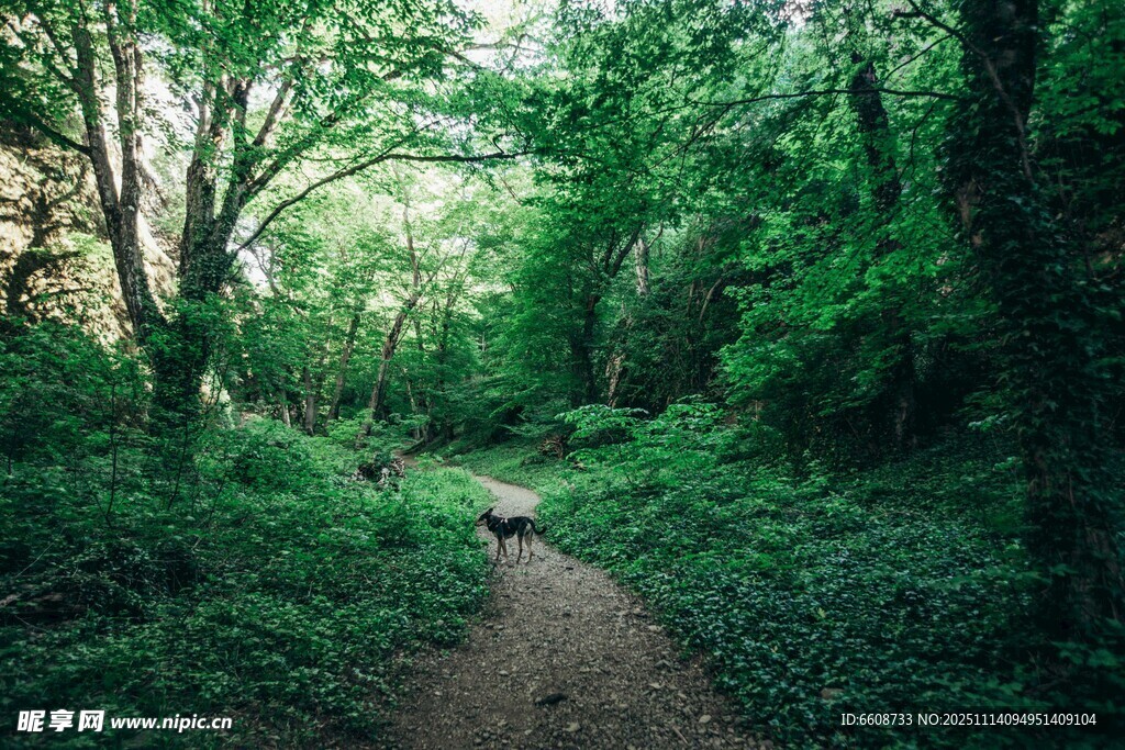 林间幽径绿意盎然的小道