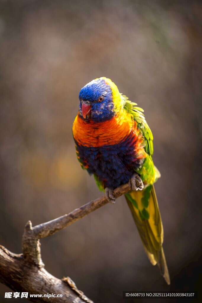 多彩鹦鹉栖息枝头