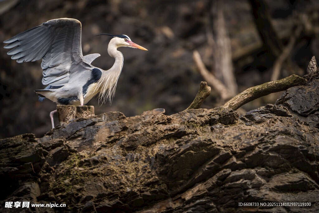 灰鹭展翅于林间岩石上
