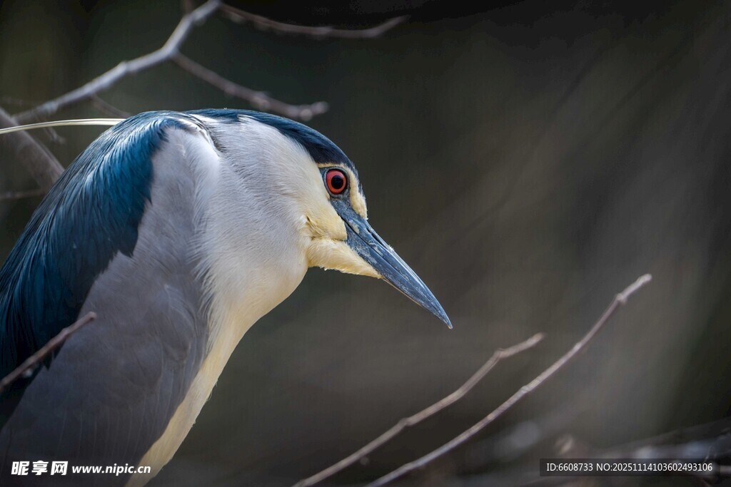 夜鹭栖息于枝头