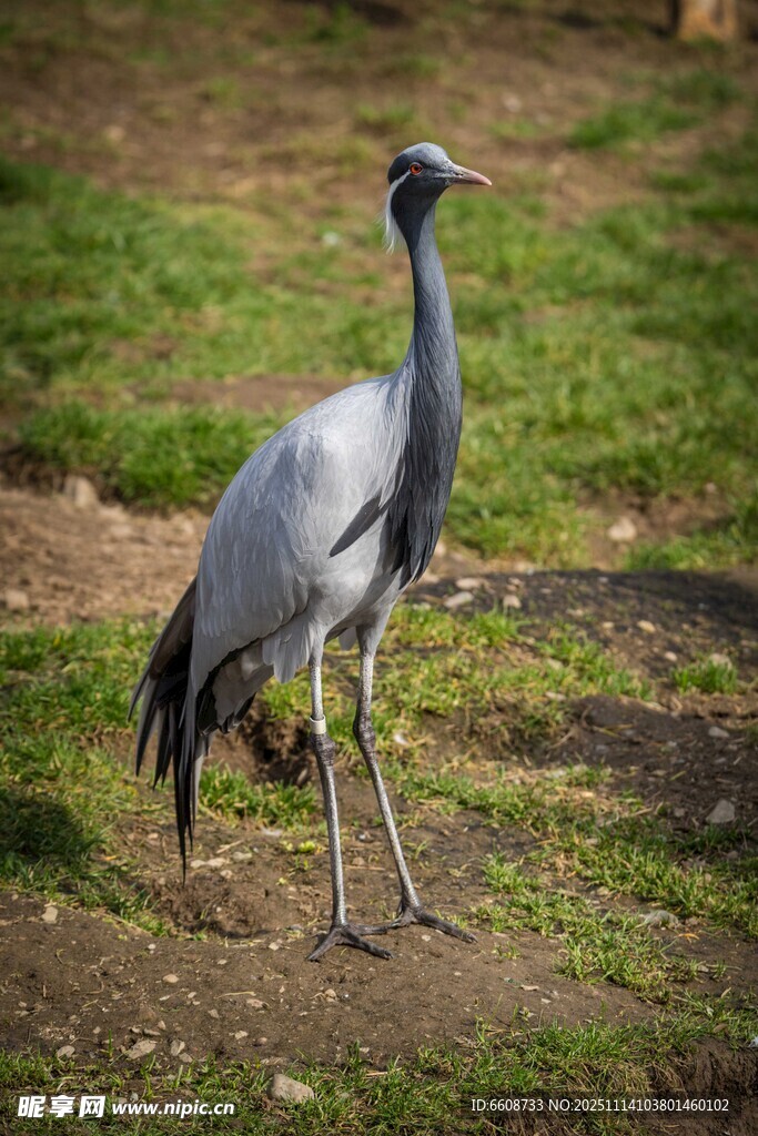 灰鹤站立于草地
