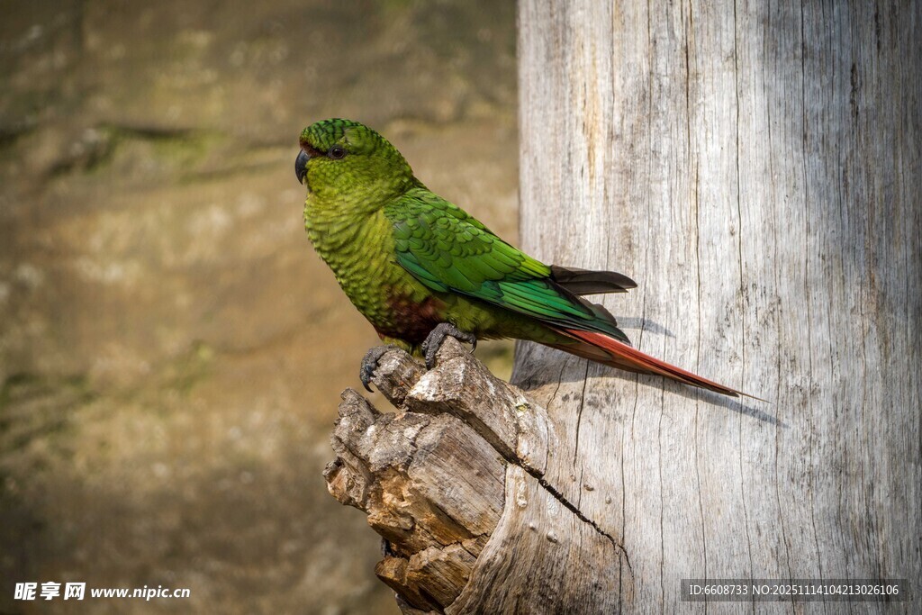 翠绿鹦鹉栖息树干