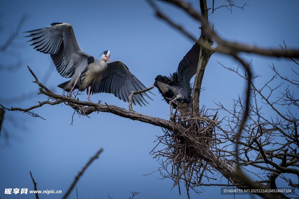 枝头双鸟展翅护巢