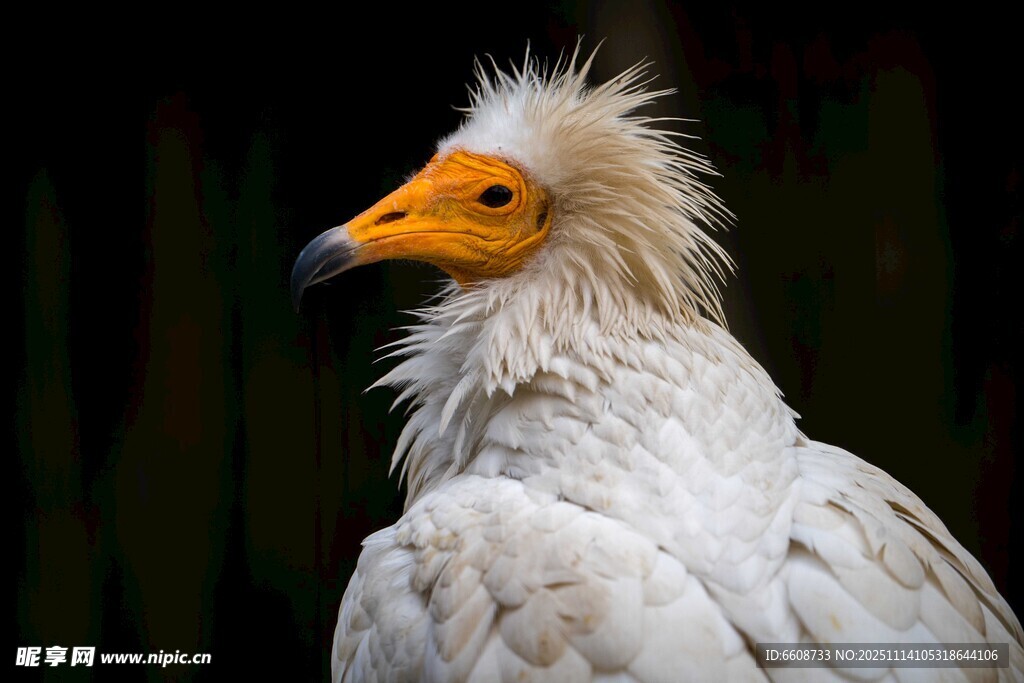 白兀鹫特写