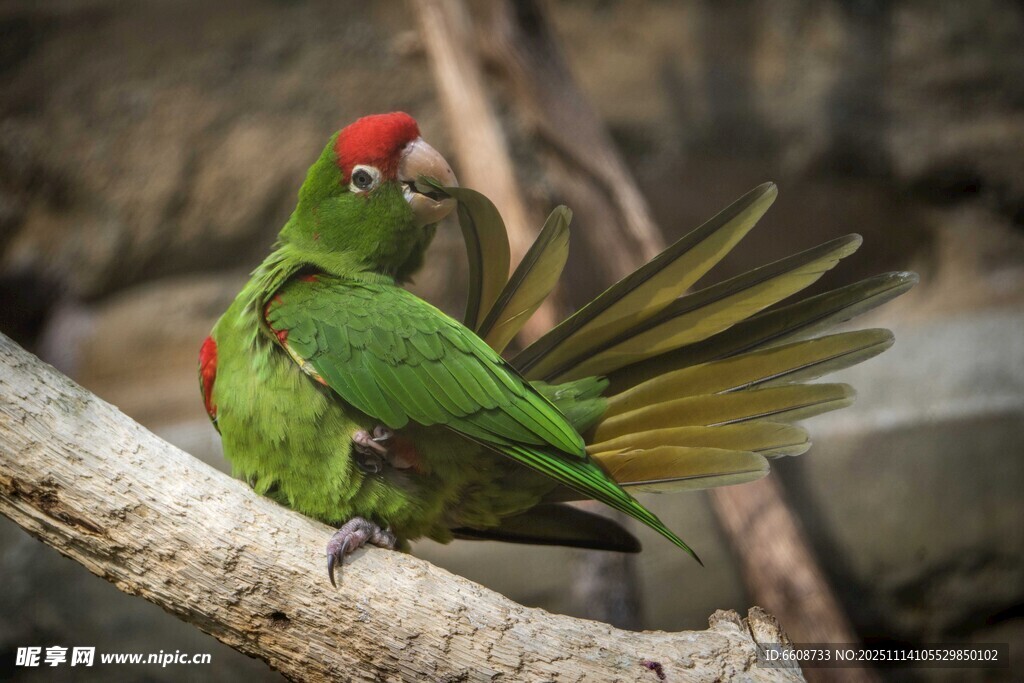 绿鹦鹉立于枝头展尾羽