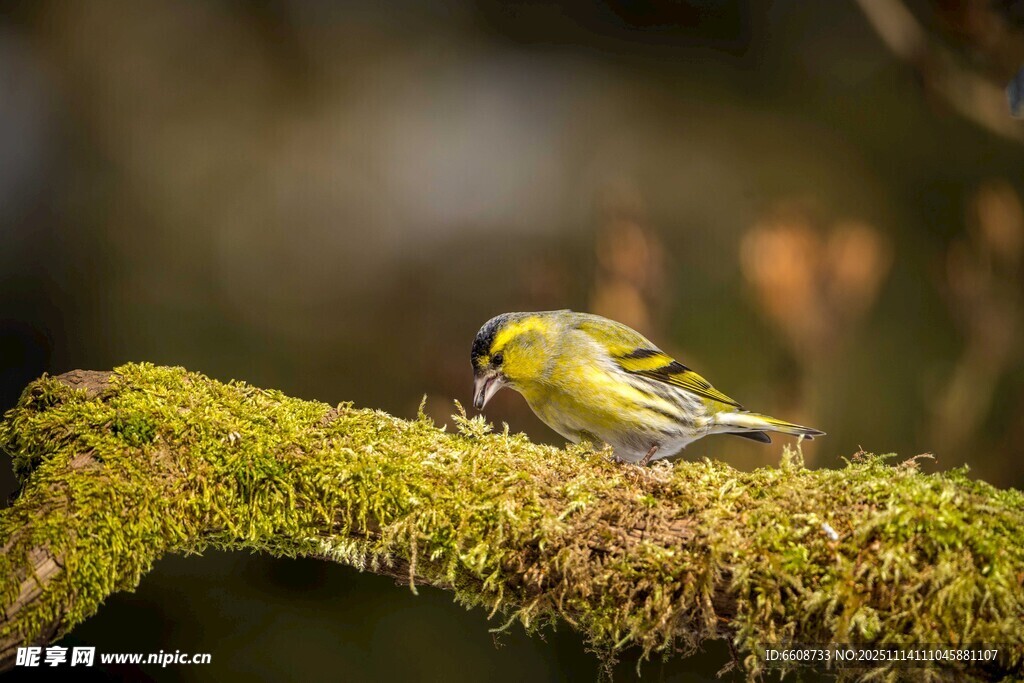 青苔枝上的黄羽小鸟