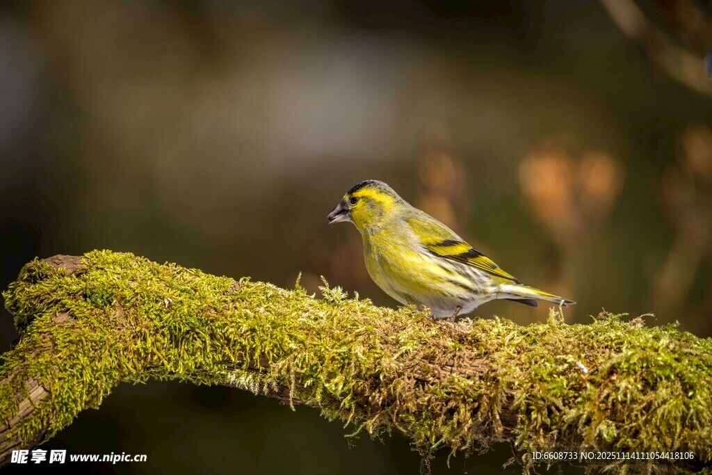 青苔枝上的黄色小鸟