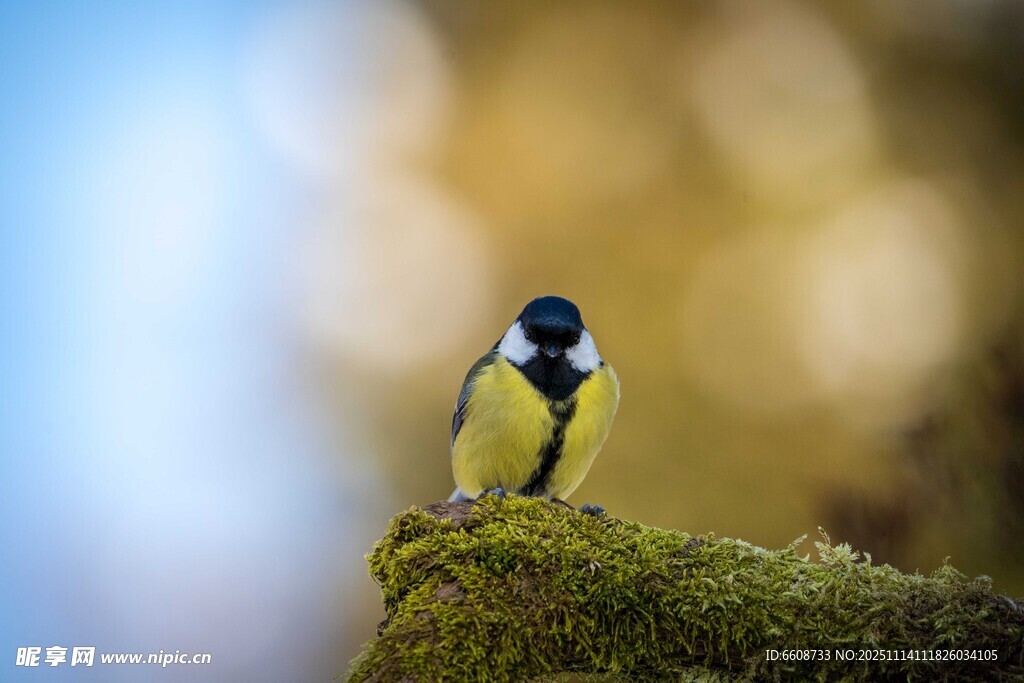 枝头青苔上的小鸟